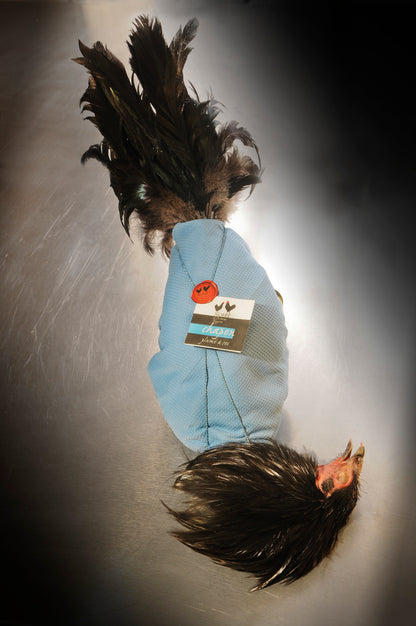 Chapon Noir d’Astarac Bigorre (4.2kg)