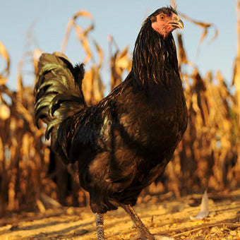 Chapon Noir d’Astarac Bigorre (4.2kg)