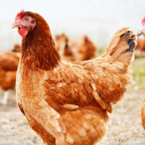 Chapon Bastide d’Astarac (4.2kg)